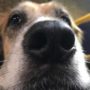 Meet your Posher, Alicia